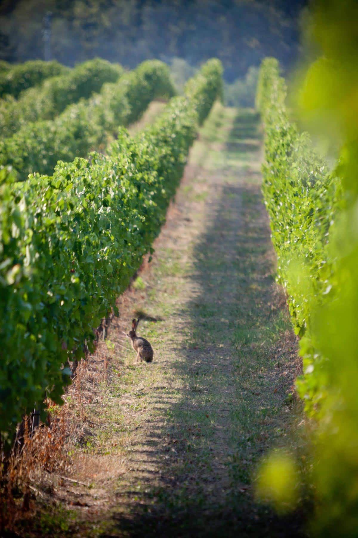 Poderi Dal Nespoli