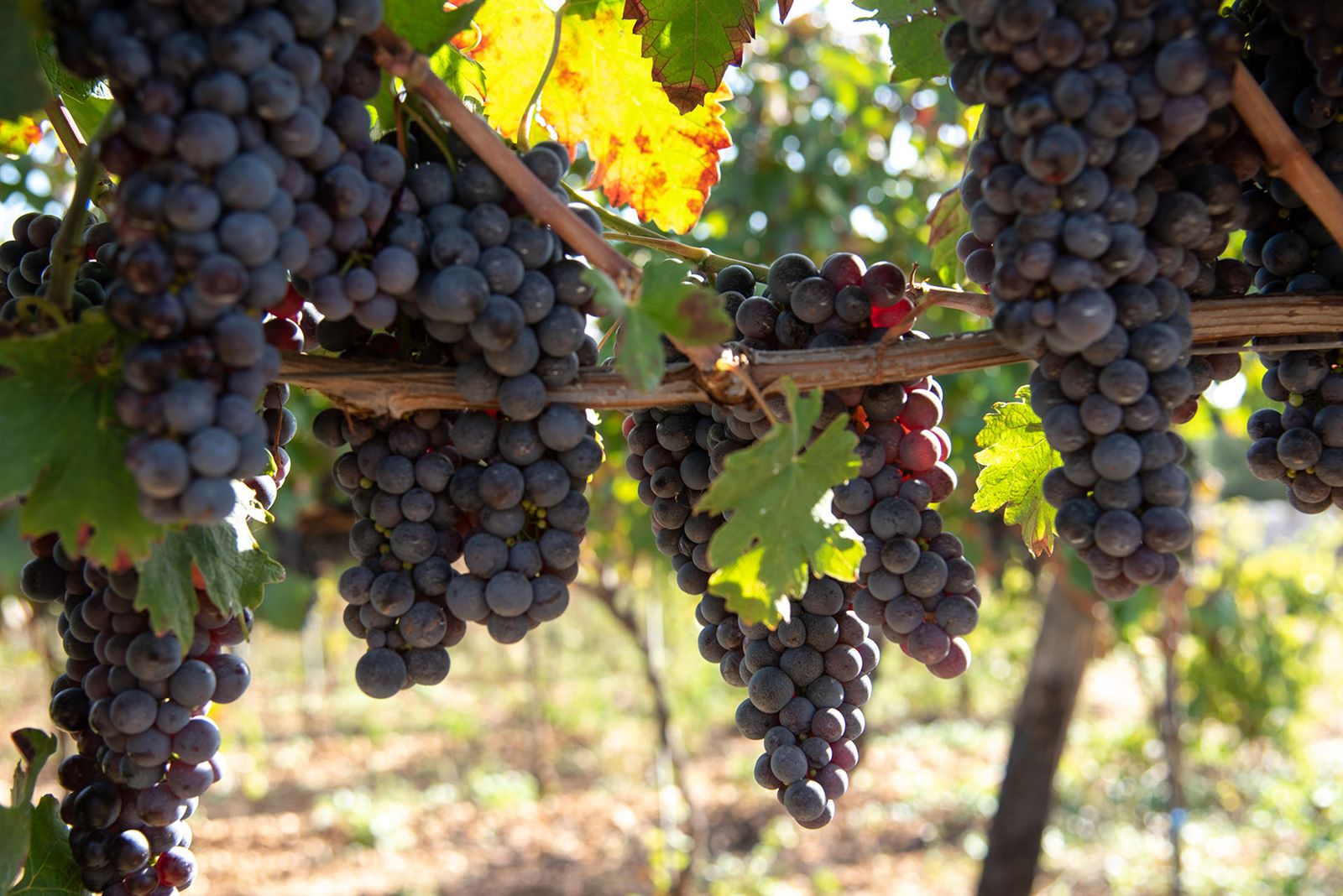 Cantine Tre Pini